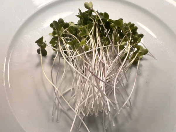Pea Shoot Microgreens 8oz