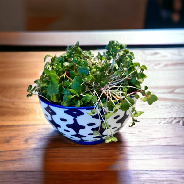 Broccoli Microgreens 6oz